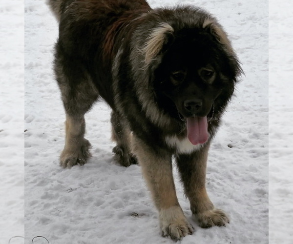 Medium Photo #30  Breeder Profile in TWINING, MI, USA