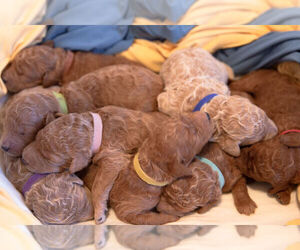 Main photo of Australian Labradoodle Dog Breeder near ALBUQUERQUE, NM, USA