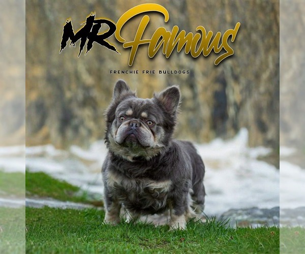 Medium Photo #32  Breeder Profile in BRIDGEWATER, MA, USA
