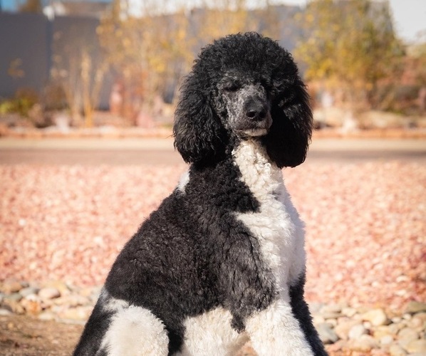 Medium Photo #1  Breeder Profile in PEYTON, CO, USA