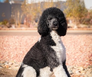 Main photo of Poodle (Standard) Dog Breeder near PEYTON, CO, USA