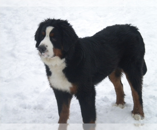 Medium Photo #1  Breeder Profile in ENON, OH, USA