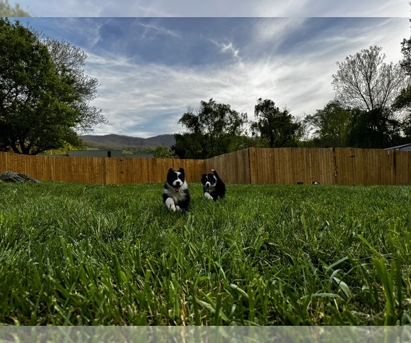 Medium Photo #21  Breeder Profile in SWANNANOA, NC, USA