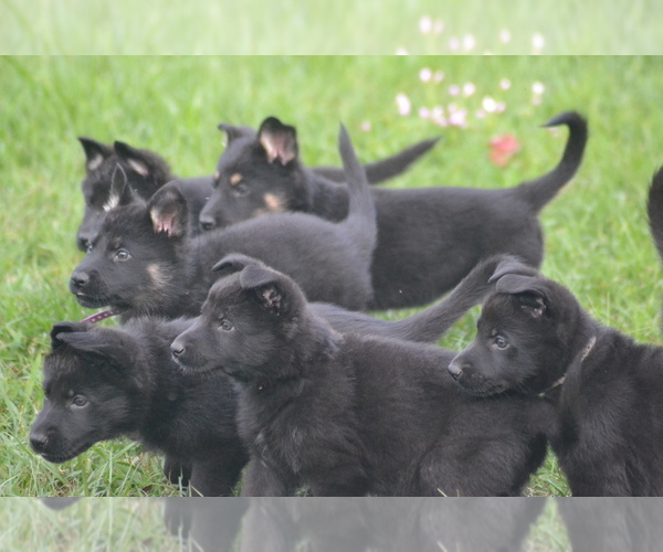 Medium Photo #1  Breeder Profile in AUBURNDALE, FL, USA