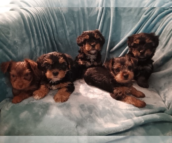 Medium Photo #1  Breeder Profile in BLAKELY, GA, USA