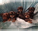Small breeder photo