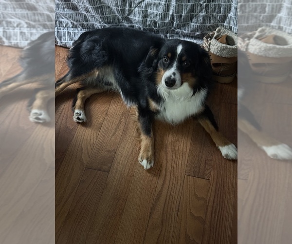 Medium Photo #1  Breeder Profile in FREDERICK, MD, USA