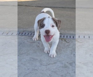 Medium Breeder Profile Photo