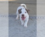Small breeder photo