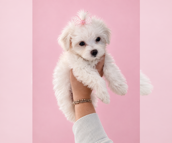 Medium Photo #2  Breeder Profile in BRANDON, MS, USA