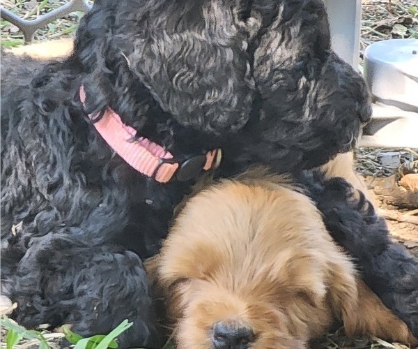 Medium Photo #23  Breeder Profile in WACO, TX, USA