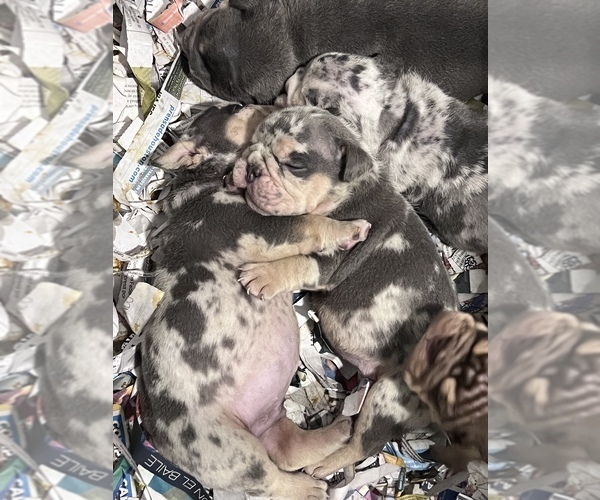 Medium Photo #1  Breeder Profile in HUMBLE, TX, USA