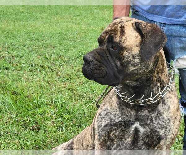 Medium Photo #1  Breeder Profile in JOELTON, TN, USA
