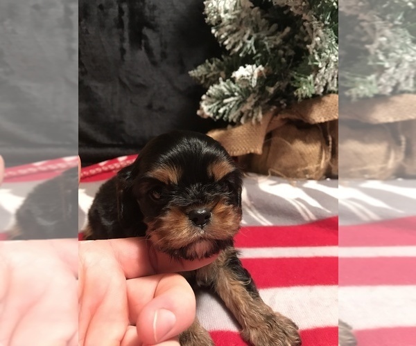 Medium Photo #12  Breeder Profile in PARKERS LAKE, KY, USA