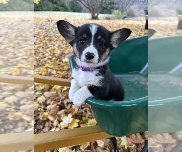 Medium Photo #7  Breeder Profile in PERKINSVILLE, VT, USA