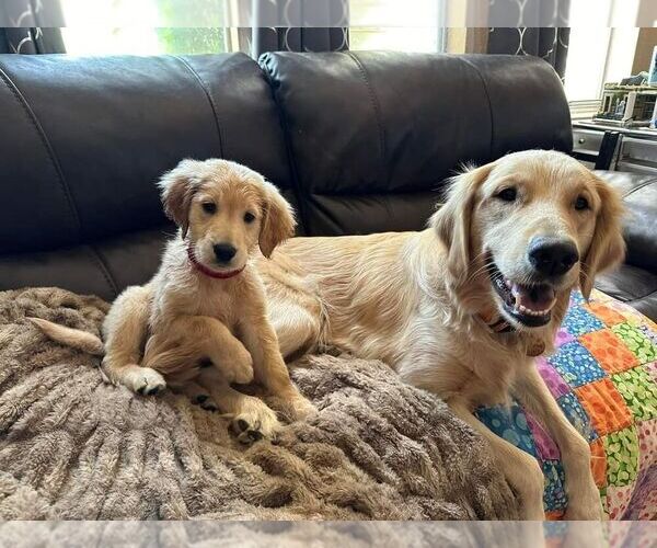 Medium Photo #1  Breeder Profile in MESA, AZ, USA