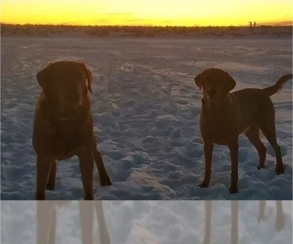 Medium Photo #16  Breeder Profile in BUFFALO, NY, USA