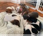 Small breeder photo