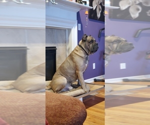 Cane Corso Dog Breeder near BLADENBORO, NC, USA