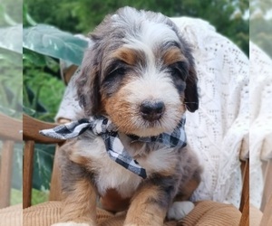 Bernedoodle Dog Breeder near WILLIAMSPORT, TN, USA