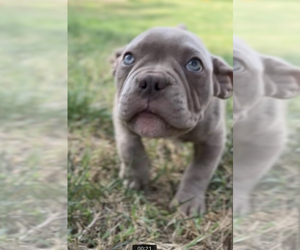 Medium Photo #5  Breeder Profile in KENNEWICK, WA, USA