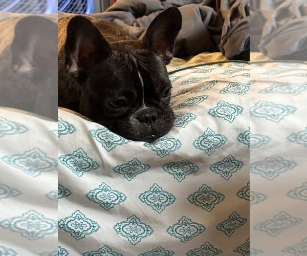 Medium Photo #12  Breeder Profile in BIG RAPIDS, MI, USA