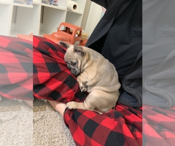 Medium Photo #5  Breeder Profile in CLAY, MI, USA