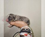 Small #26 Breeder Profile image