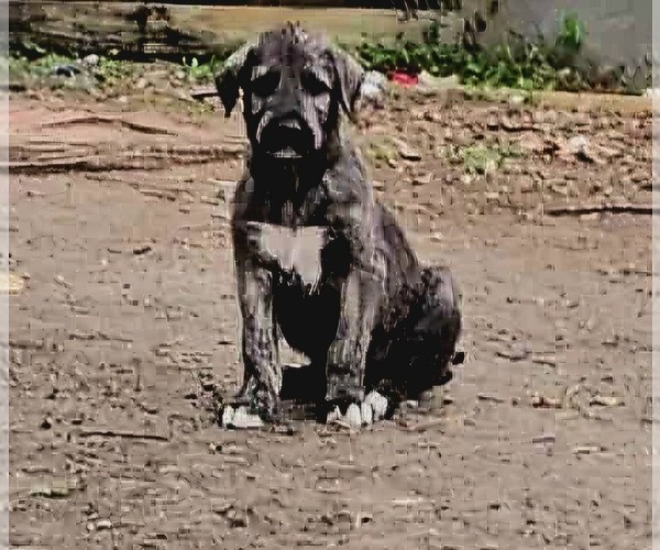 Medium Photo #9  Breeder Profile in MATHIS, TX, USA