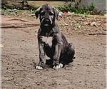 Small #8 Breeder Profile image