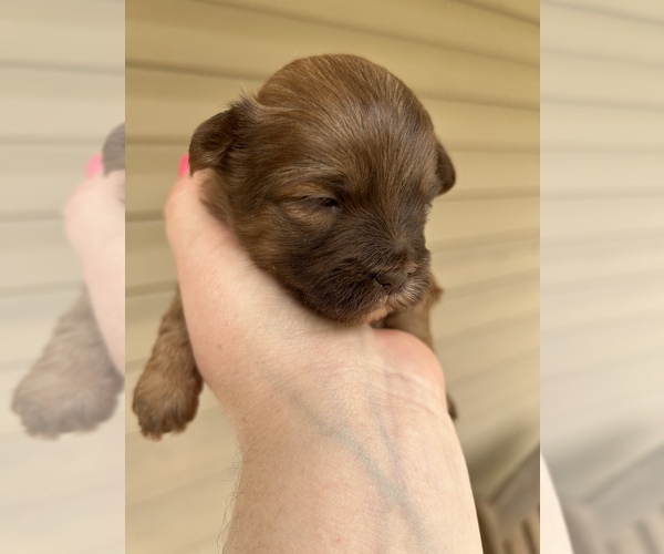Medium Photo #1  Breeder Profile in MARSHALL, AR, USA
