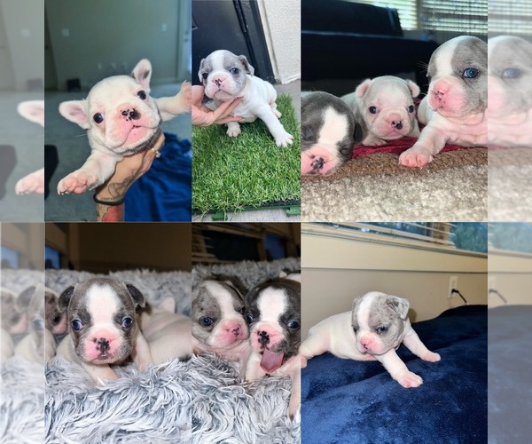 Medium Photo #1  Breeder Profile in ATLANTA, GA, USA