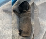 Small #45 Breeder Profile image