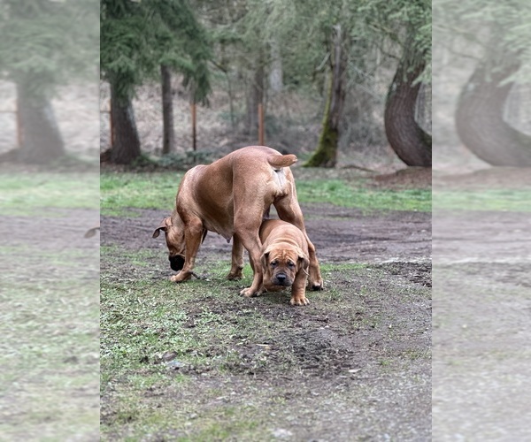 Medium Photo #11  Breeder Profile in ROY, WA, USA