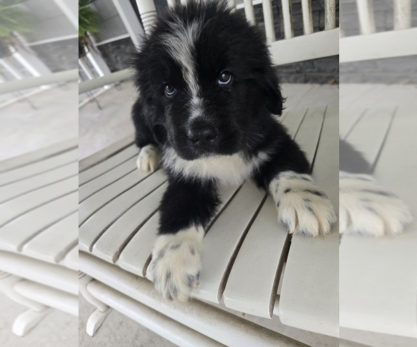 Medium Photo #33  Breeder Profile in TILTON, IL, USA