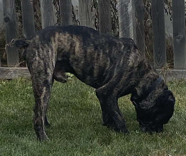 Medium Photo #3  Breeder Profile in DELAWARE, OH, USA