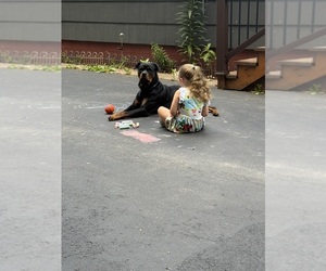 Rottweiler Dog Breeder near NORTH CHILI, NY, USA