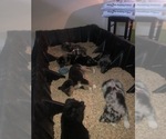 Small #92 Breeder Profile image