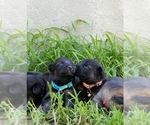 Small #25 Breeder Profile image