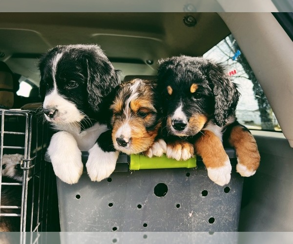 Medium Photo #1  Breeder Profile in HARRISONVILLE, MO, USA
