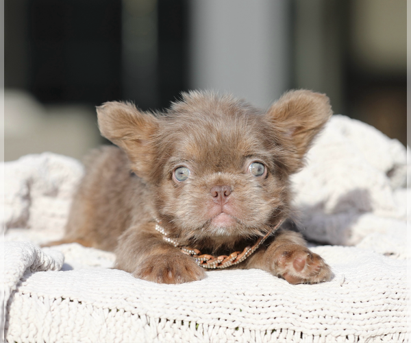 Medium Photo #10  Breeder Profile in BURBANK, CA, USA