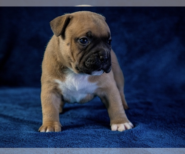 Medium Photo #11  Breeder Profile in ATLANTA, GA, USA