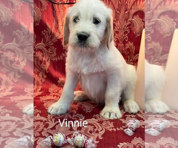 Medium Photo #1  Breeder Profile in MUNCY, PA, USA