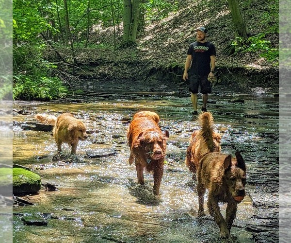 Medium Photo #8  Breeder Profile in WEST MIDDLESEX, PA, USA