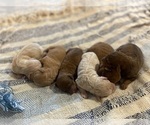 Small #2 Breeder Profile image