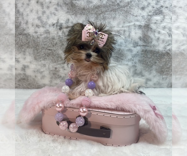 Medium Photo #12  Breeder Profile in STANTONVILLE, TN, USA
