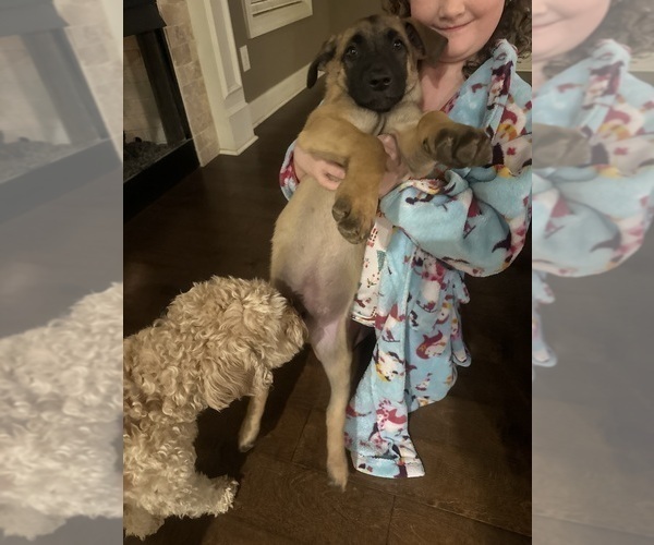 Medium Photo #20  Breeder Profile in ATHENS, AL, USA