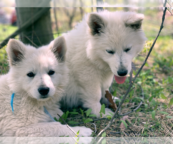 Medium Photo #1  Breeder Profile in BLOOMSBURY, NJ, USA