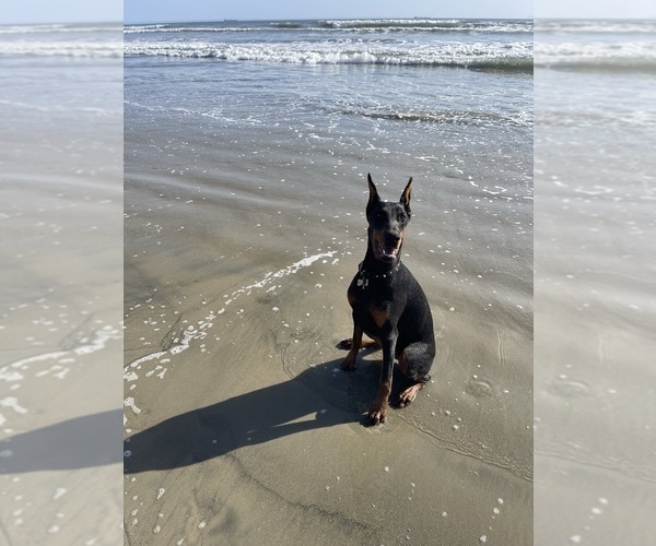 Medium Photo #6  Breeder Profile in NUEVO, CA, USA
