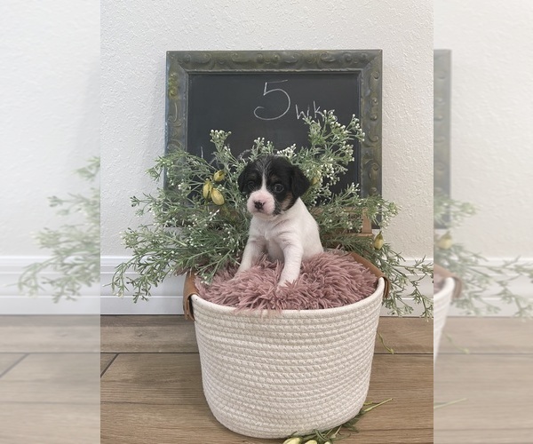 Medium Photo #8  Breeder Profile in OSTEEN, FL, USA